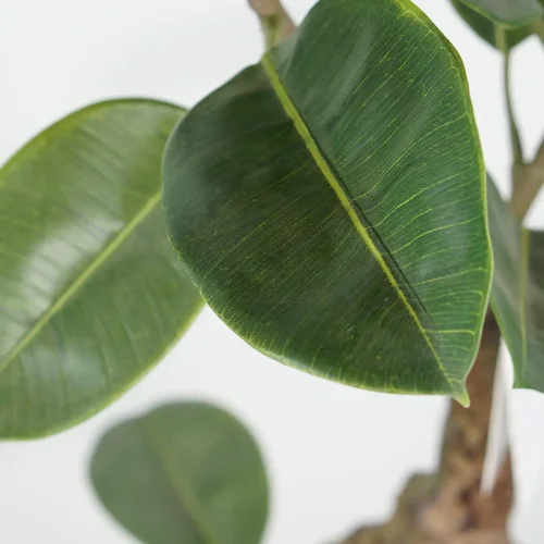 PIANTA ARTIFICIALE FICUS 140 CM